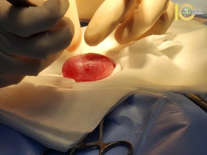 เกิดอะไรขึ้นเมื่ออยู่ๆ เจ้าเหมียวก็เกิดอาการฉี่ไม่ออก